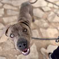 Thumbnail photo of Danny Zuko heartthrob lover boy #1