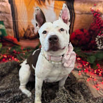 Thumbnail photo of Tessie #1