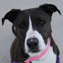 Thumbnail photo of Bella Bee #1