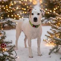 Thumbnail photo of Oddie #1