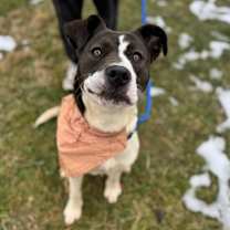 Thumbnail photo of Mouse #3