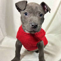 Thumbnail photo of Penny #1