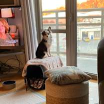 Thumbnail photo of Copper #1