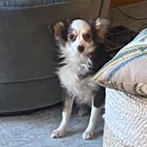 Thumbnail photo of Copper #3