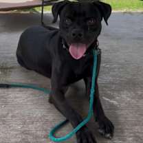 Thumbnail photo of Jag #2