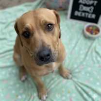 Thumbnail photo of Dexter #2