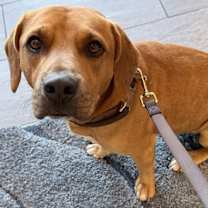 Thumbnail photo of Dexter #3