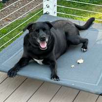 Thumbnail photo of Charlie #3