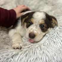 Thumbnail photo of ATHENA #2