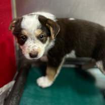 Thumbnail photo of ATHENA #4