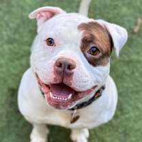 Thumbnail photo of Noah #1