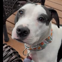 Thumbnail photo of Davie #1