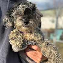 Thumbnail photo of Beaverette #1