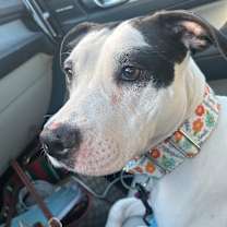 Thumbnail photo of Davie #2