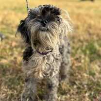 Thumbnail photo of Beaverette #2