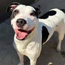 Thumbnail photo of Davie #4