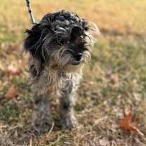 Thumbnail photo of Beaverette #3