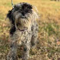 Thumbnail photo of Beaverette #4