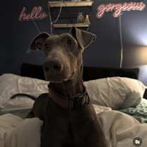 Thumbnail photo of Nova #1