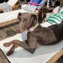 Thumbnail photo of Nova #2