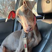 Thumbnail photo of Nova #3