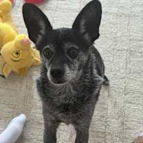 Thumbnail photo of Basil #2