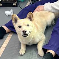 Thumbnail photo of Pogeun #4