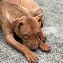 Thumbnail photo of Negro #2