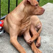 Thumbnail photo of Negro #4