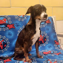 Thumbnail photo of Roscoe #2