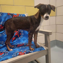 Thumbnail photo of Roscoe #3