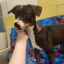 Thumbnail photo of Roscoe #4