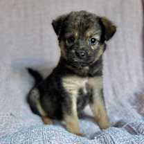 Thumbnail photo of Starla #1