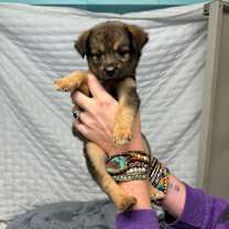 Thumbnail photo of Starla #2