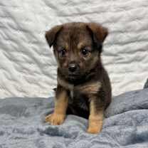 Thumbnail photo of Starla #3