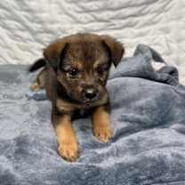 Thumbnail photo of Starla #4