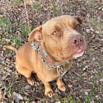 Thumbnail photo of Mink #1