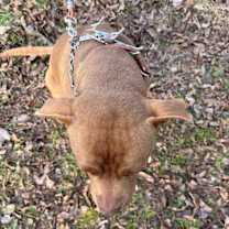 Thumbnail photo of Mink #2