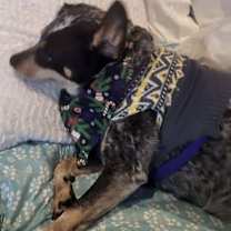 Thumbnail photo of Elvira (Vee) #3