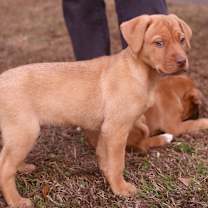 Thumbnail photo of Toffee #3