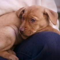 Thumbnail photo of Toffee #4