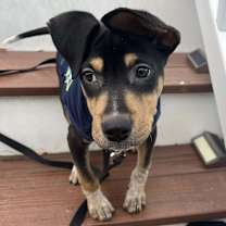 Thumbnail photo of Scout #2