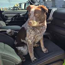 Thumbnail photo of Bear #1