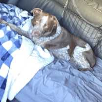 Thumbnail photo of Bear #2