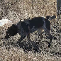 Thumbnail photo of Bear #4