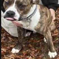 Thumbnail photo of Tiger URGENT HELP‼️ #2