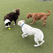 Thumbnail photo of Luca #4