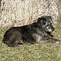 Thumbnail photo of Shag #1