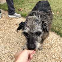 Thumbnail photo of Shag #2