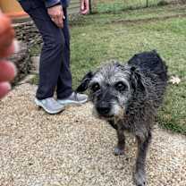 Thumbnail photo of Shag #3